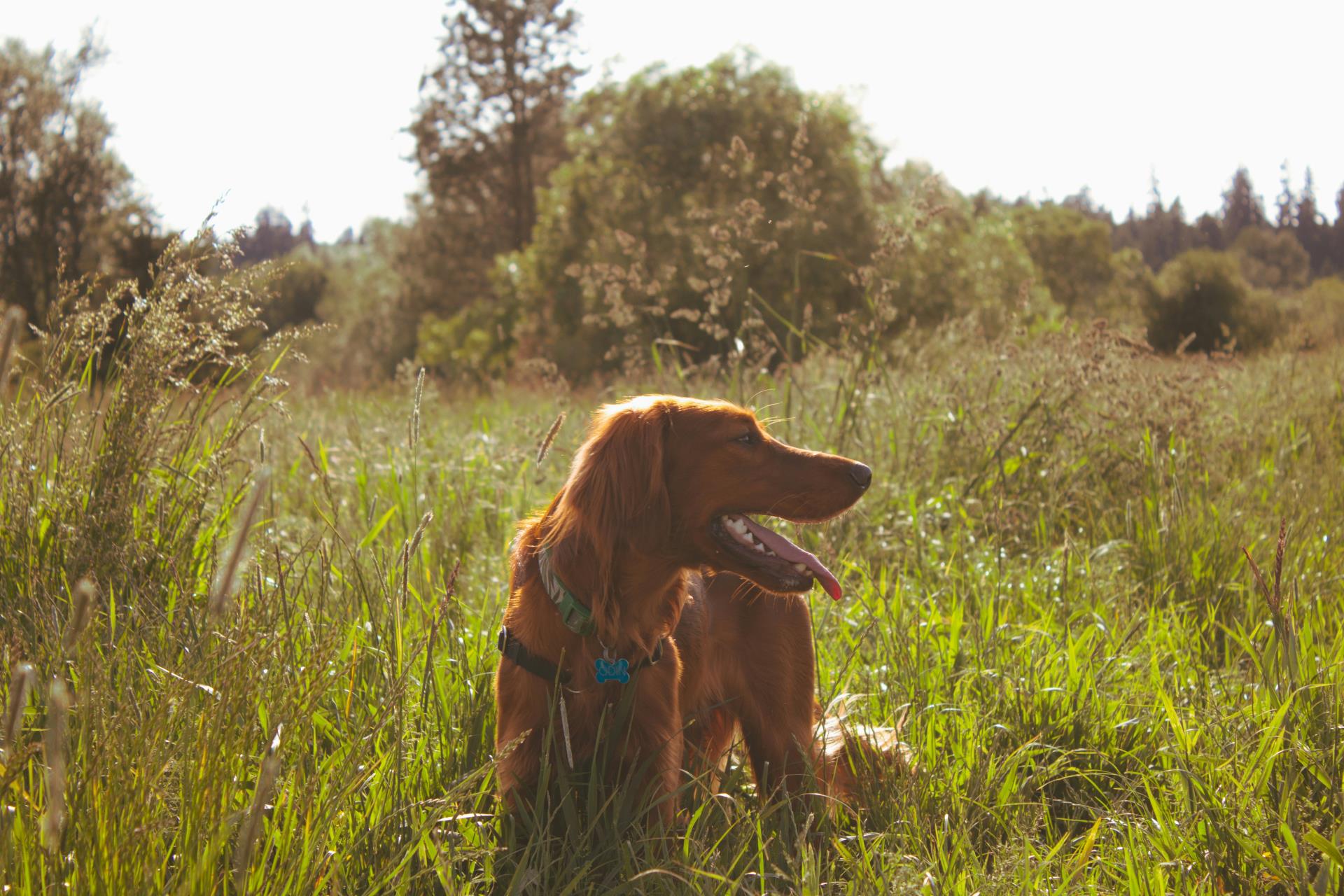 Tonkin Drive Dog Exercise Area