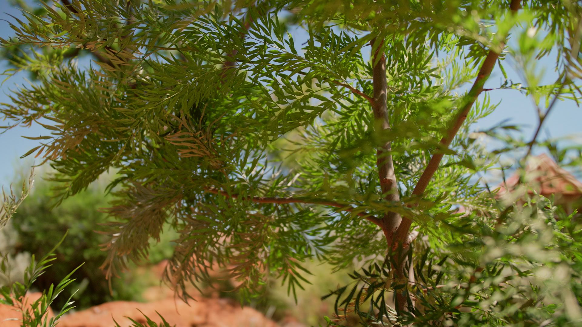 Desktop Banner