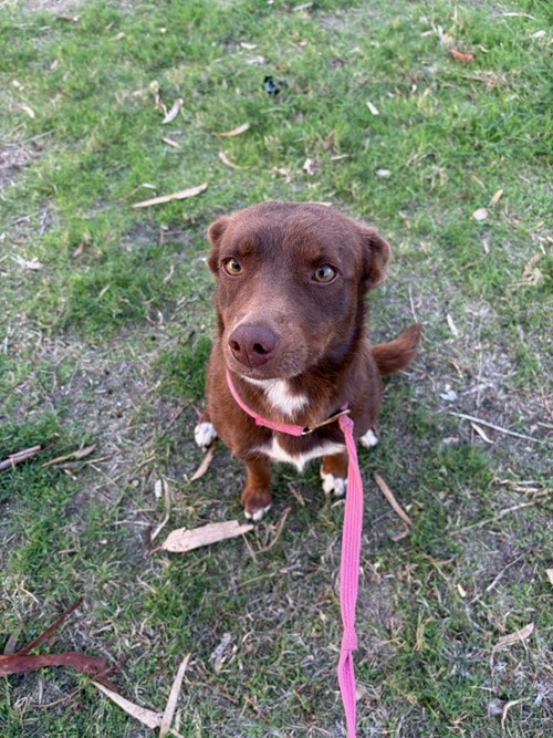 Photo for animal #98