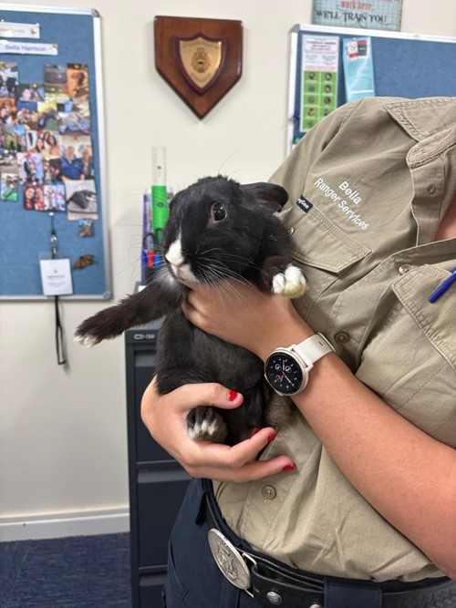 Photo for animal #88