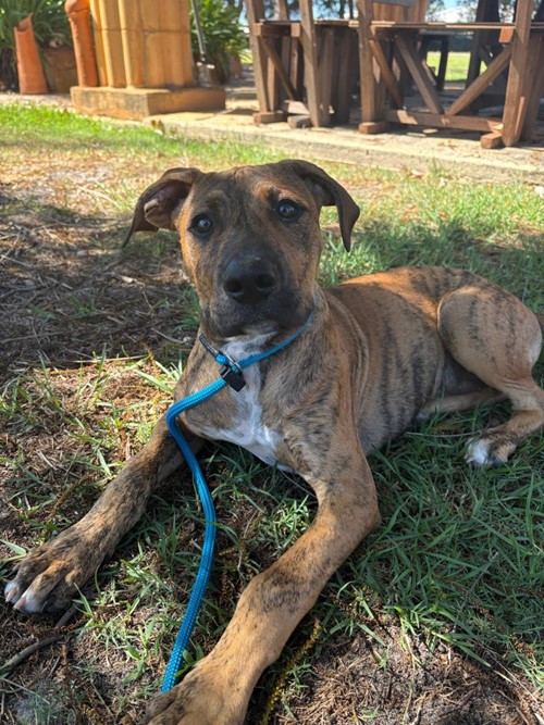 Photo for animal #86