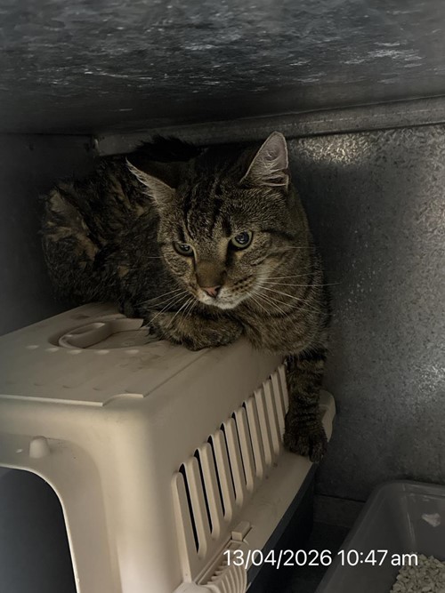 Photo for animal #99