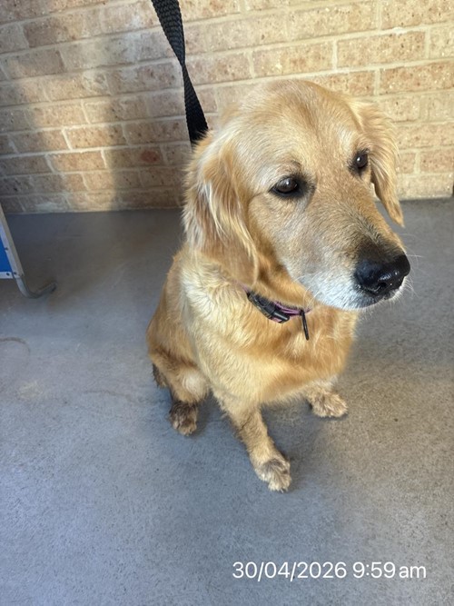 Photo for animal #104