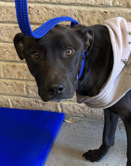 Photo for animal #80