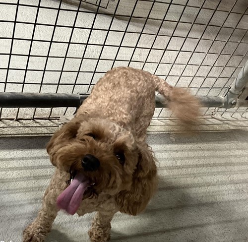 Photo for animal #84