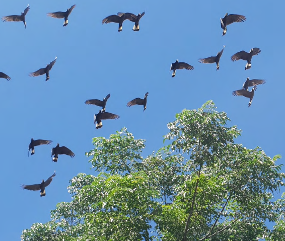 Great Cocky Count Workshop