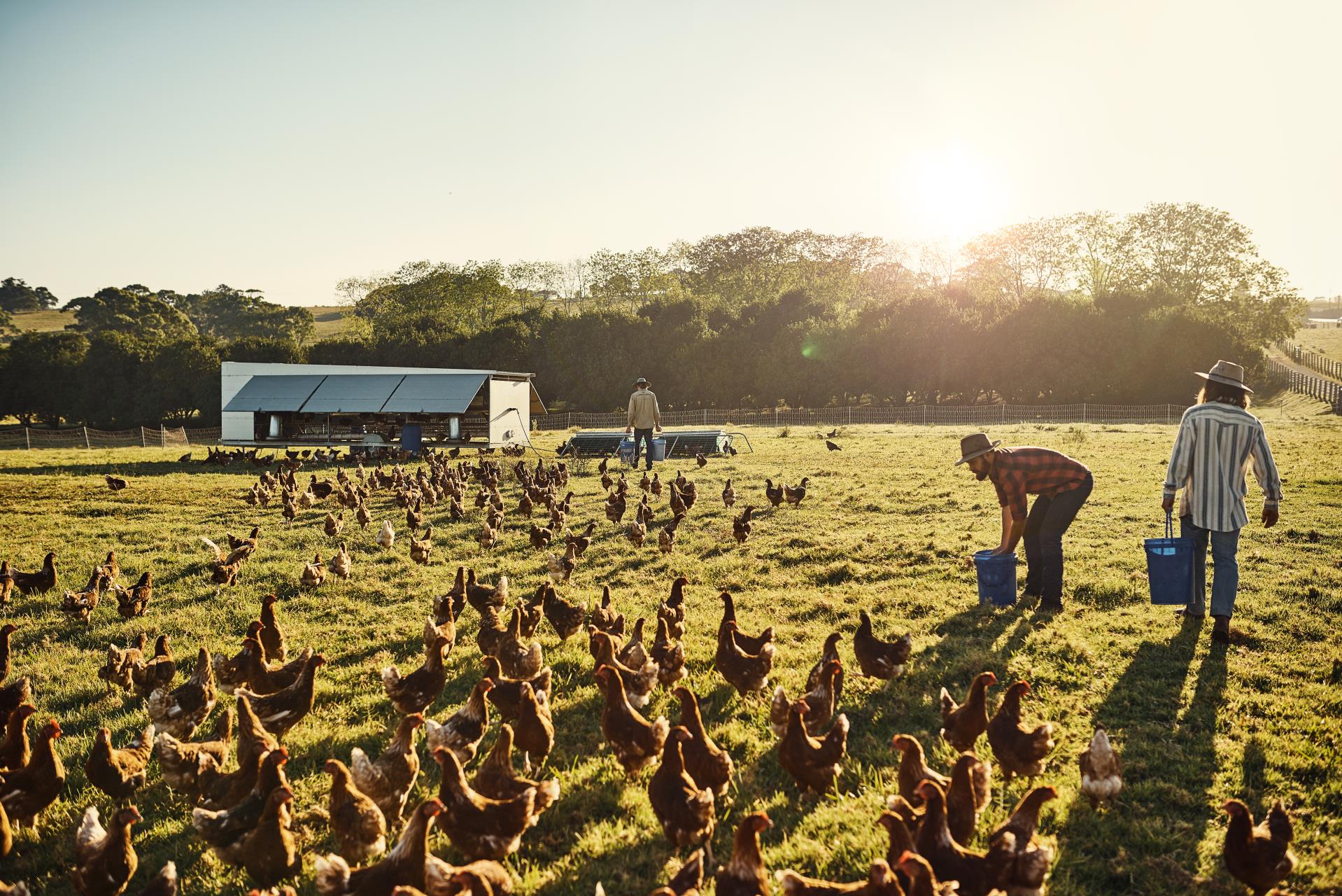 Pasture-Based Poultry Workshop