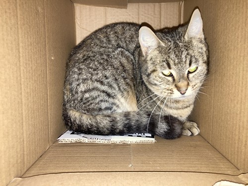 Photo for animal #124
