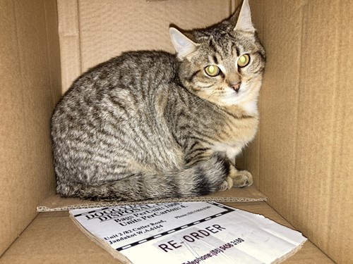 Photo for animal #125