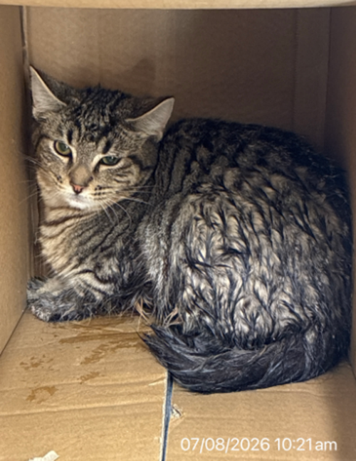 Photo for animal #131