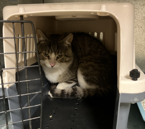 Photo for animal #79