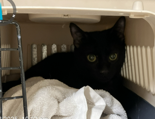 Photo for animal #81