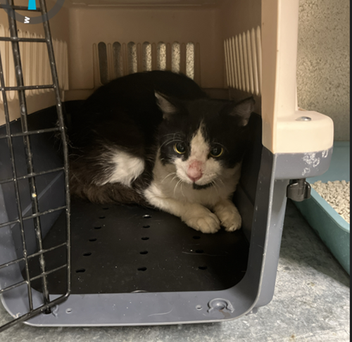 Photo for animal #87