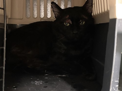 Photo for animal #82